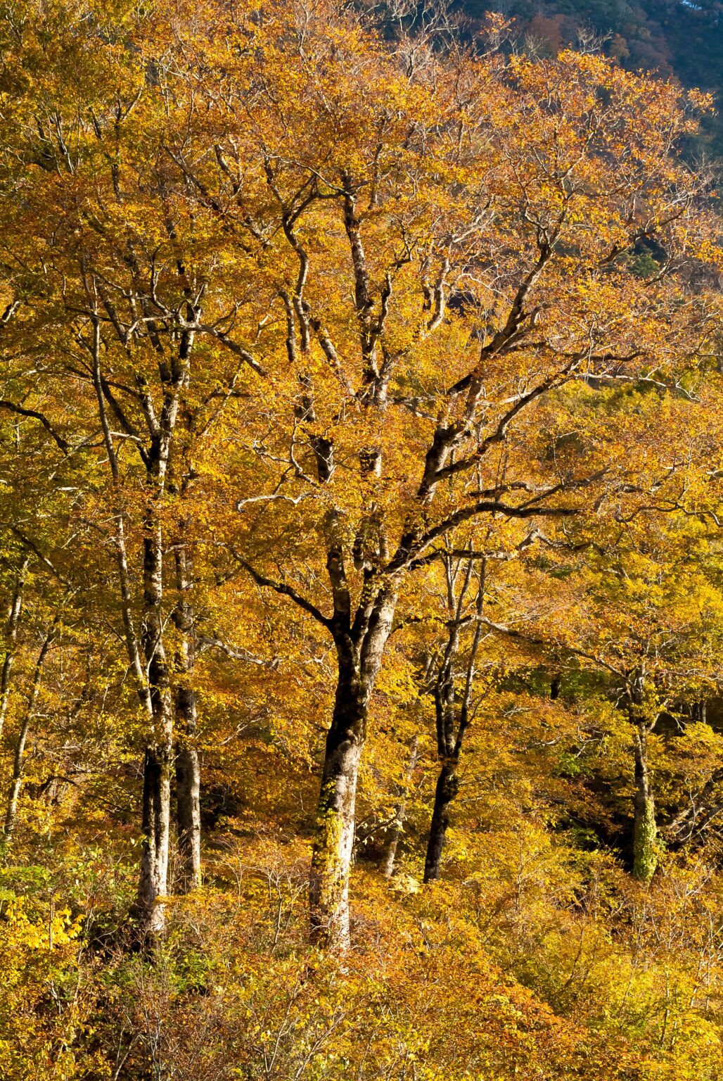 Γύρω από το χωριό υπάρχουν δάση με οξιές ║ Photo : Shutterstock